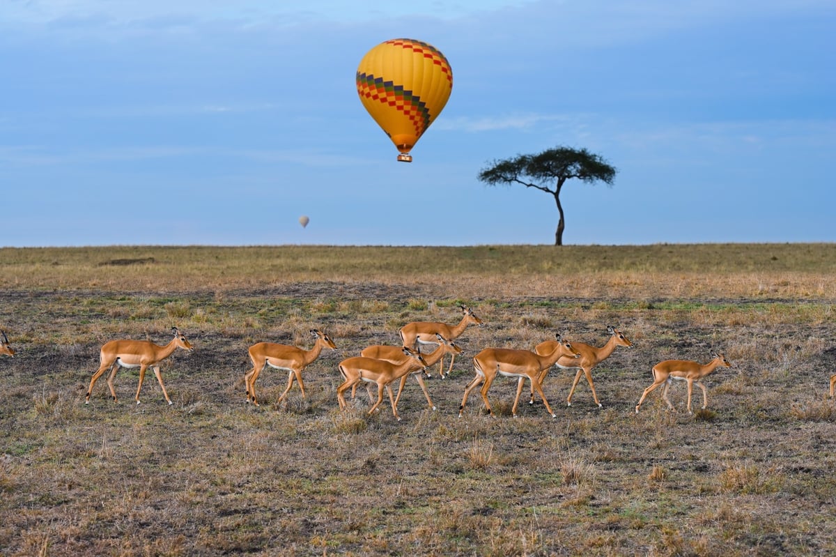 Impala antelopes grazing on the savannah beneath a hot air balloon